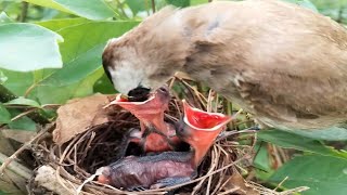 Yellowvented bulbul birds Have special food to feed children well  Review Bird Nest [upl. by Nyrmac]