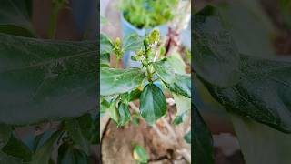 mealybug treatment on hibiscus 🌺plantcare shorts viral [upl. by Gunner51]