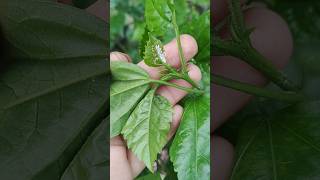 Mealybug treatment on hibiscus 🌺🌺shortvideo plants shorts hibiscus [upl. by Ispep]