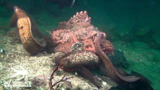 Dangerous Moray Eels  Monsters or Myth [upl. by Neill]