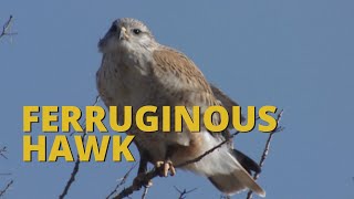 Ferruginous Hawk [upl. by Holmann]