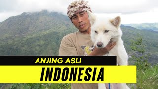 Mengenal 4 Anjing Ras Asli Indonesia [upl. by O'Donovan]