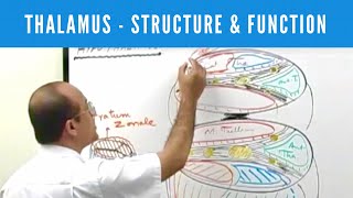 Thalamus  Structure and Function  Neuroanatomy [upl. by Neelyar931]