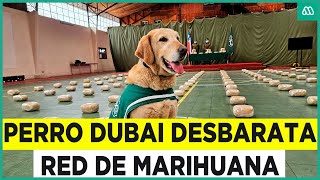 Descubrió 150 paquetes Perro Dubai desbarató red de marihuana con su preciso olfato [upl. by Weingartner]