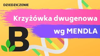 Krzyżówka dwugenowa krzyżówka genetyczna GENETYKA  KOREPETYCJE z BIOLOGII  241 [upl. by Kopaz228]