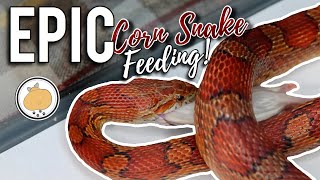 CORN SNAKE Feeding  Adult Corn Snake Care amp Feeding [upl. by Tnomad415]