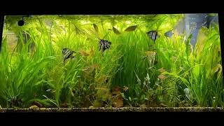 TIME LAPSE JUWEL RIO 350 led “tropical tank” angelfish pearl gourami [upl. by Rainwater119]