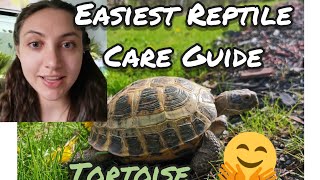 EASIEST REPTILE  🐢🦎RUSSIAN TORTOISE  CARE GUIDE [upl. by Hirsch]