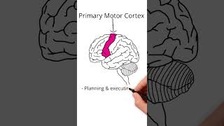 The Frontal Lobe neuroscience [upl. by Margherita588]