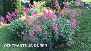 Centranthus ruber Garden Center online Costa Brava  Girona [upl. by Benjie]