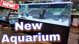 New 600 Gallon Aquarium for Rare Catfish and Stingrays [upl. by Nosduj]