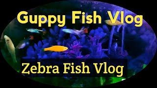 Guppy Fish Vlog amp Zebra Fish Vlog Care Information Zebrafishguppyfishfishpetspetguppyviriol [upl. by Neelahtak]