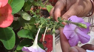 How to collect and store Petunia Seeds  Collecting Petunia seeds [upl. by Teodora]