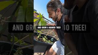 DIY Mango Tree in a Pot 🥭 creative explained [upl. by Epolulot]