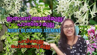 😱🪴💥 പാതിരാമുല്ല വില്പനയ്ക്കെത്തി Night blooming jasmine [upl. by Greene]