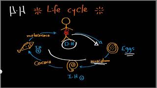 Parasitology 03 trematodes »DrMoaz [upl. by Nagaem]