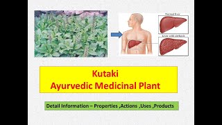 Kutki l Picrorhiza Kurroa l Health Benefits of Kutki l Kutaki  Liver Tonic l Medicinal Plant [upl. by Aramal508]