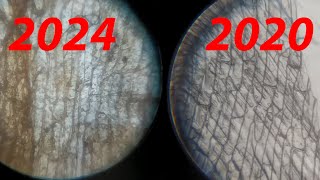 Live vs Dead Comparing Fresh and 4YearOld Onion Epidermal Cells [upl. by Lila]