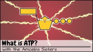 What is ATP [upl. by Standish]