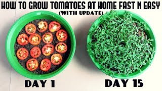 Grow Tomatoes from Tomatoes Easiest Method Ever With Updates [upl. by Llorre814]