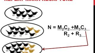 Mark recapture population estimation [upl. by Loreen160]