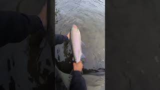 2 steelheads on the Kispiox river Catch and release [upl. by Attiuqaj]