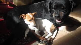 Big Rottweiler VS Cheeky Jack Russell [upl. by Aneel]