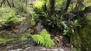 2024 03 23 Leura Evergreen Garden 3 [upl. by Foy]