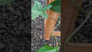 Philodendron Squamiferum shorts [upl. by Rubi]