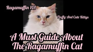 RAGAMUFFIN 101  All About The Ragamuffin Cat  A Guide For You [upl. by Cartie]