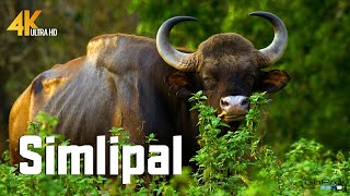 Rare Indian Gaur Bison Sighting Jungle Safari Adventure  Simlipal [upl. by Guimar]