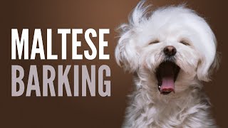 Maltese Barking Sounds To Make Your Dog REACT Original [upl. by Neeli208]