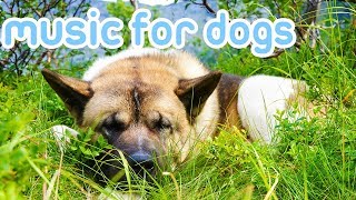 Deep Separation Anxiety Music for Dogs Helped Over 10 Million Dogs [upl. by Basso678]