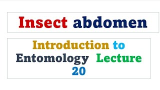 Insect Abdomen  Introduction to Entomology [upl. by Arahk]