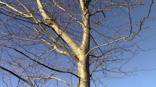 Annual Poplar Tree Harvest The Fastest Growing Tree In Ireland [upl. by Ycram]