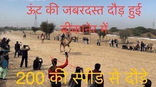 ऊंट की जबरदस्त दौड़ हुई बीकानेर में camelrace [upl. by Zanahs]