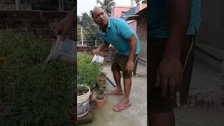 ame to kaudi bala youtubeshorts funny shortsvideo trending viralvideo [upl. by Stelu]