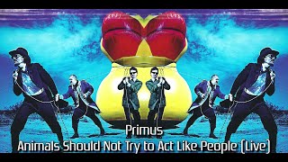 Primus  Animals Should Not Try to Act Like People Live 20032004 [upl. by Atileda]