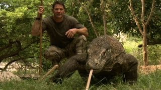 Largest Lizard on Earth  The Komodo Dragon  Deadly 60  Indonesia  Series 3  BBC [upl. by Anastasia]