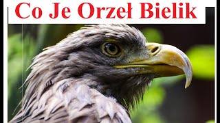 Co Je Orzeł Bielik  Co jedzą Orły Bieliki [upl. by Powell]