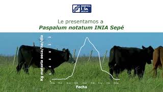 Cultivar de Paspalum Notatum  INIA Sepé versión corta [upl. by Valentina]