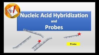 Nucleic Acid Hybridization and Probes [upl. by Eislehc]