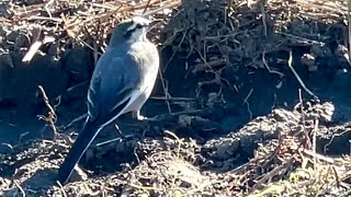 2021年11月25日 bird  motacilla alba lugens [upl. by Ahsiel]