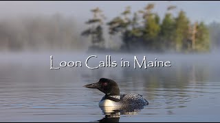 Natures Greatest Sounds Loon Calls in Maine  Canon R5 amp 100500mm RF Lens  4K [upl. by Braunstein]