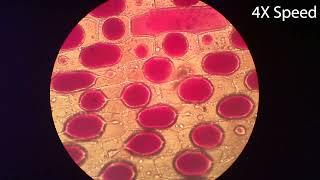 Osmosis in Onion Cells [upl. by Nnylekoorb]