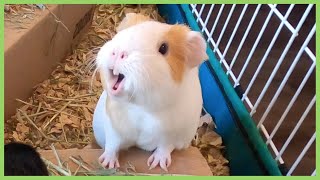 Best guinea pig noises of 2019 WARNING LOUD [upl. by Maressa]