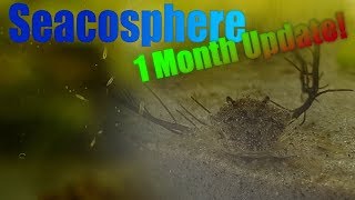 Huge Natural Saltwater Ecosphere  1 month update  Full of life [upl. by Annoet]