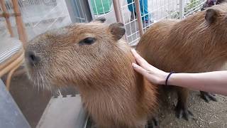 Capybara Chirps カピバラ「チューチュー」 [upl. by Nonad]