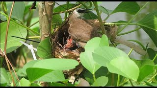 Baby Passerine Bird [upl. by Ahsas758]