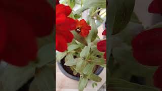 Zinnia plant  nice flowering  with English song gardening  YouTube short video [upl. by Narmis398]